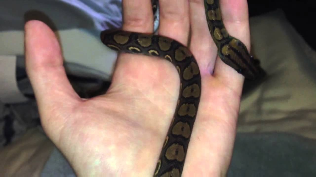 Brazilian Rainbow Boa After Shed