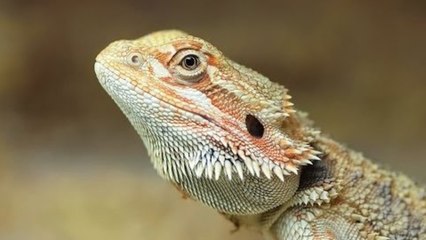 Bearded Dragon Up-Close