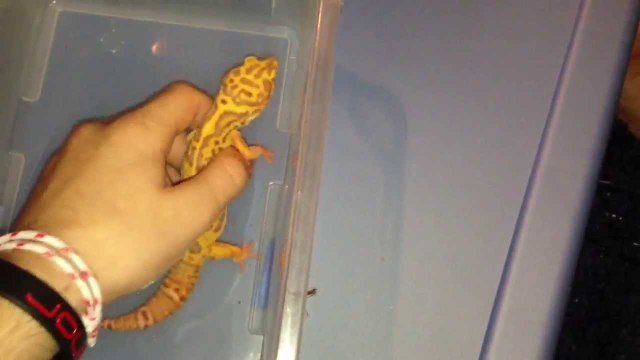 Reptiles That Make Good Pets
