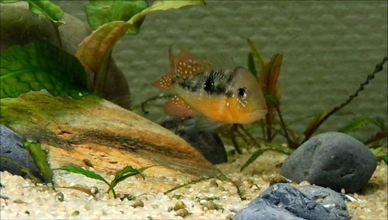 Gymnogeophagus caaguazuensis sauvages