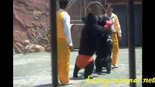 Bear boxing show 熊熊拳击表演