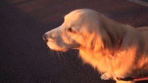 Perplexed Golden Retriever Howls in Unison to Siren