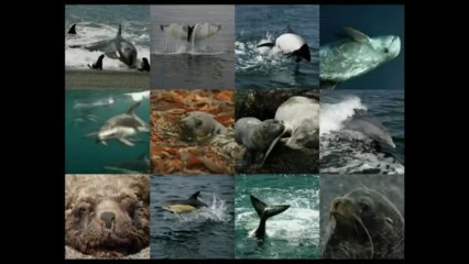 Green at Google Presents Dr. Claudio Campagna & Dr. Caleb McClennen - Oceans