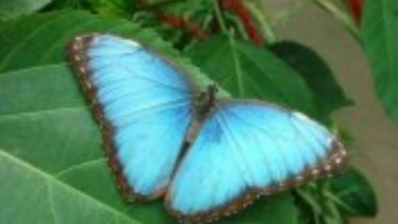 Tropical Wings Zoo