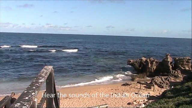 Penguin Island off Rockingham. The Land of Fairy Penguins - Perth Holidays, Western Australia