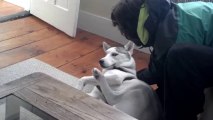 Blaze Loves His Kennel (ORIGINAL) Husky Says No to Kennel - Funny