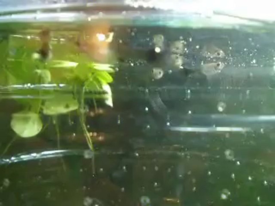 Alevin - Guppy (mâle A - femelle A) - 28 jours