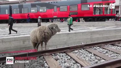L'Equateur à toute vapeur : à bord du Tren Crucero