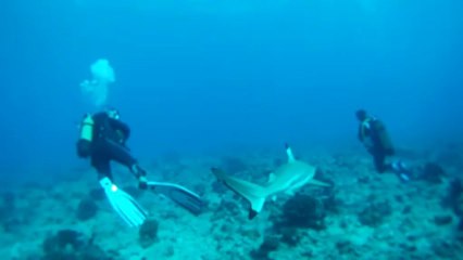Les requins de Fakarava