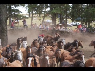 Curro de las Cañizadas 2010 en Pobra do Caramiñal
