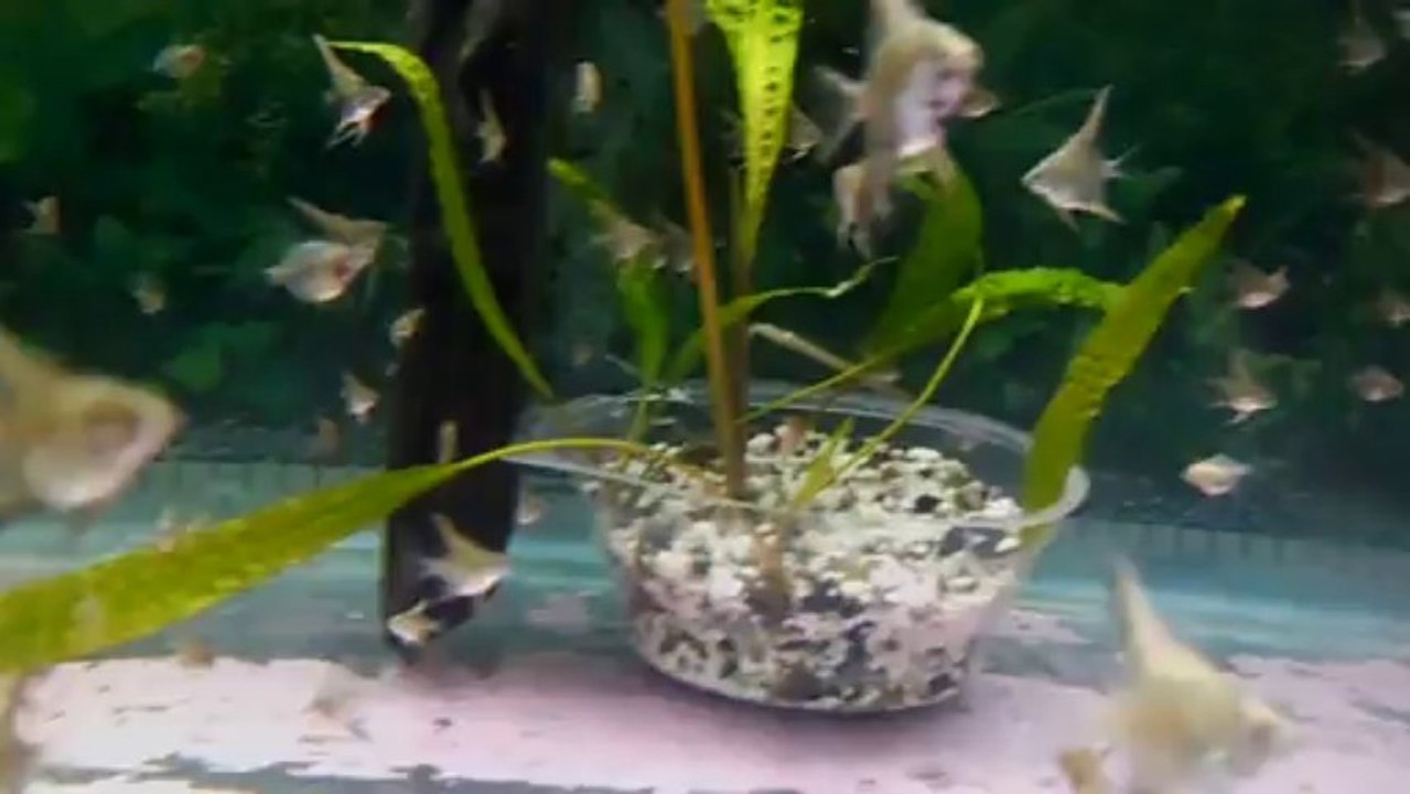 melek balığı yavruları