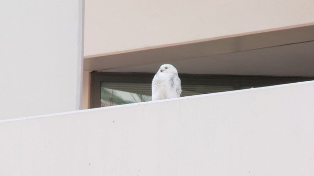D.C.'s snowy owl is a hoot