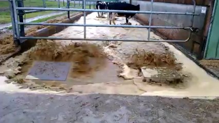 Nettoyage stabulation par chasse d'eau