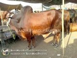 Bakra Mandi Lahore 2013 Cow Mandi 2013 Price 650000 VERY BEAUTIFUL