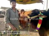 Bakra Mandi Lahore 2013 Cow Mandi 2013 Price 250000