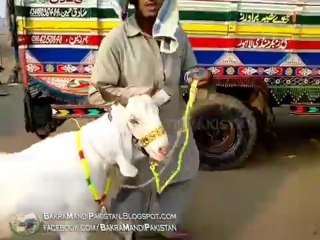 Bakra Mandi Pakistan Bakra Sold Rs 36000