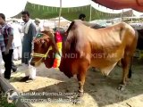 Beautiful White Bull in Cow Mandi Shahpur Kanjra 2013