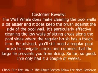 Wall Whale Swimming Pool Brush Review