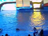 Shamu Show (Seaworld 2011)