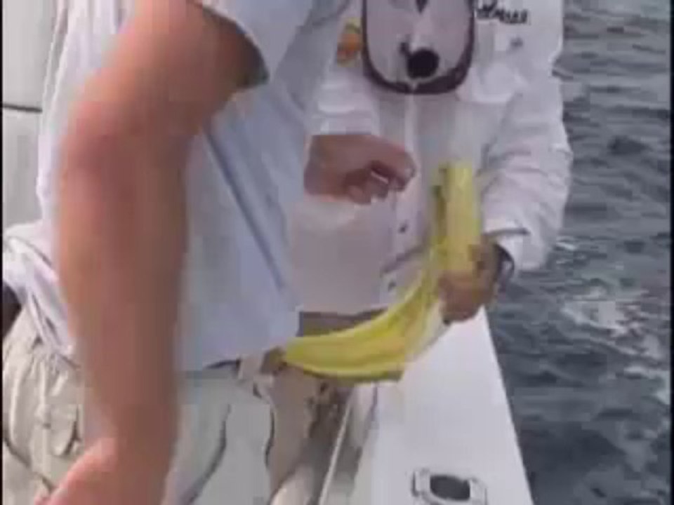 Gulfstream Dolphin - Mahi Mahi