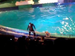 Dolfijnenshow _De Droomwens' @ Dolfinarium Harderwijk