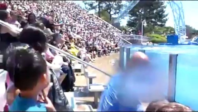 Blue Horizons Dolphin Show - Seaworld San Diego