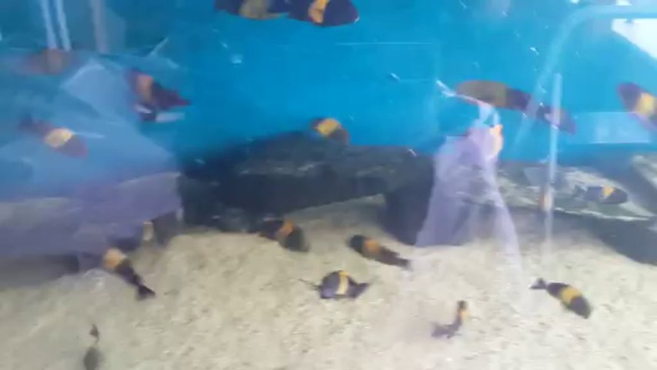 Tropheus Black Kriza