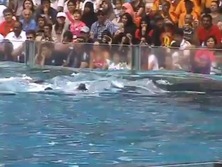New Dolphin Show SAFARI WORLD BANGKOK THAILAND