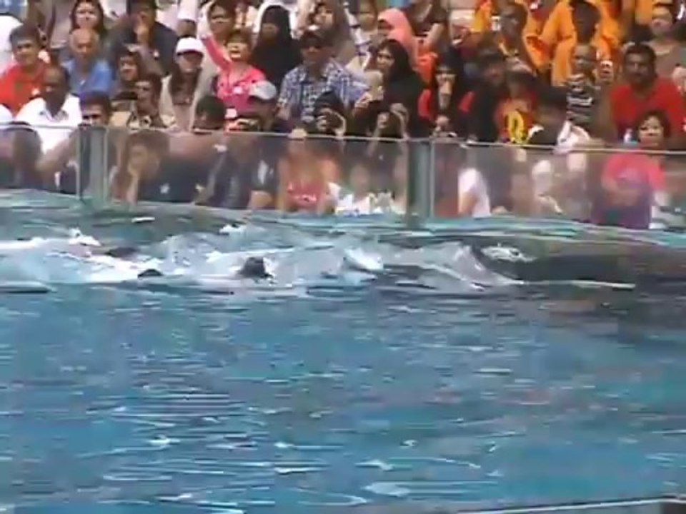 New Dolphin Show SAFARI WORLD BANGKOK THAILAND