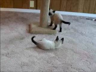 Cutest Kitten Wrestling Match Ever!