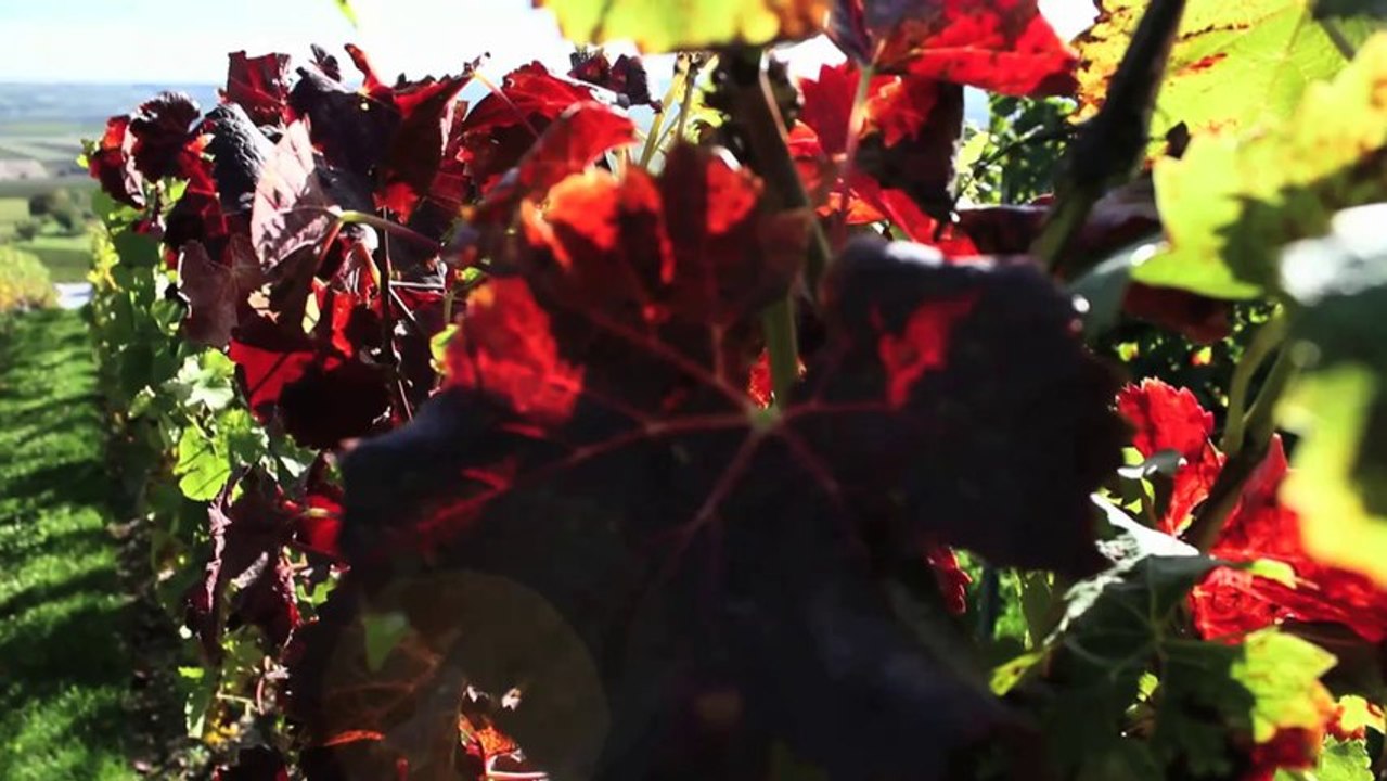 Gärung Teaser 3 (Jetzt auf DVD)