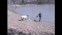 Mouton contre pêcheur! Le mouton gagne haut la main