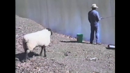 Fisherman vs Sheep : sheep wins!