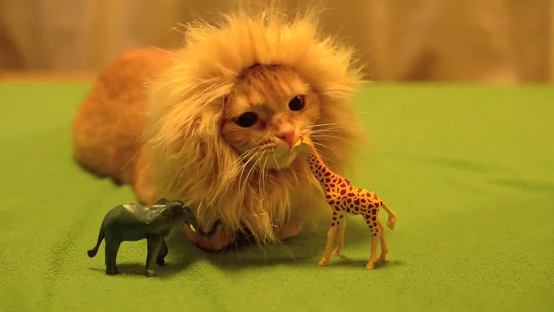 Un Chat Avec Une Criniere De Lion Adorable Video Dailymotion
