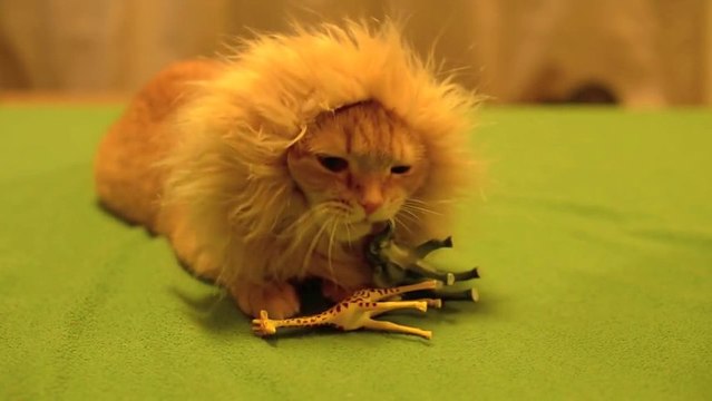 Just A Cat. Wearing A Lion Mane. Making Our Day !! The Lion