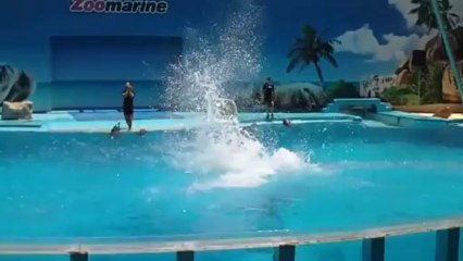 Zoomarine (Guia) - Golfinhos - Dolphins - Algarve 2011.avi