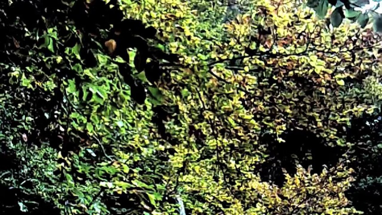 Deutschland im Wald /Full Film/Ganzer Film/Complete Movie