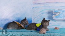 Cute finding Nemo Pixar's Movie Parody With Kitten