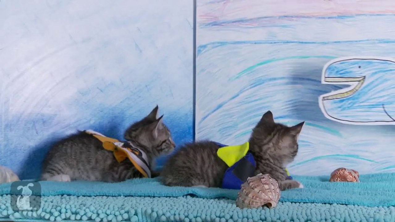 Cute finding Nemo Pixar's Movie Parody With Kitten