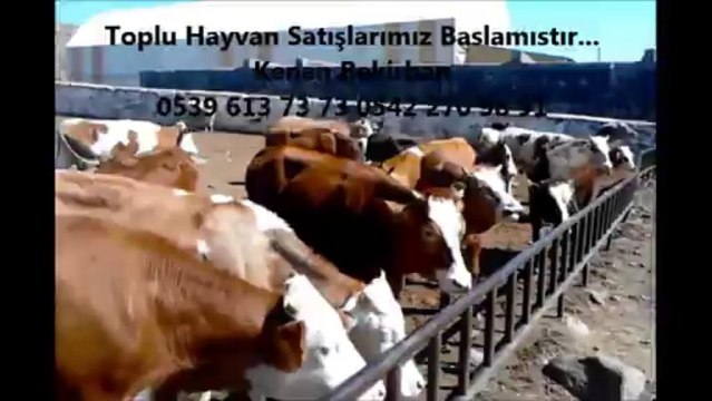 Kars Kurbanlık Hayvan Fiyatları,Kars Hayvan Pazarlama