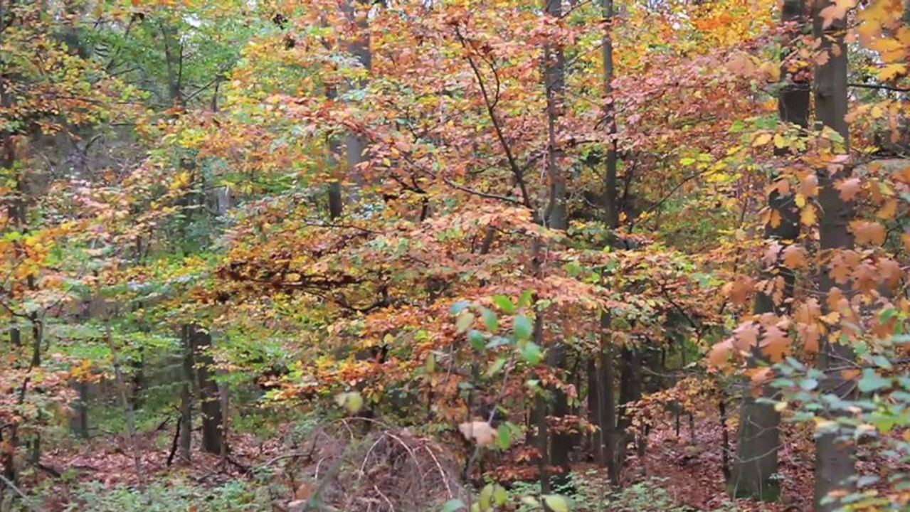 1Wald3 /Full Film/Ganzer Film/Complete Movie