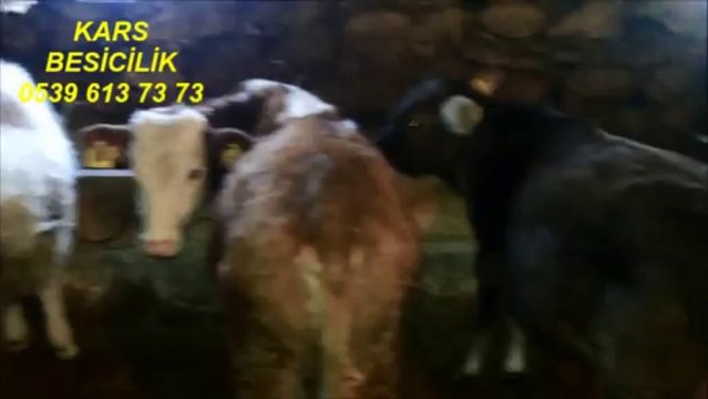 Kars Hayvan Fiyatları - Kesimlik, Damızlık, Besilik, Kurbanlık
