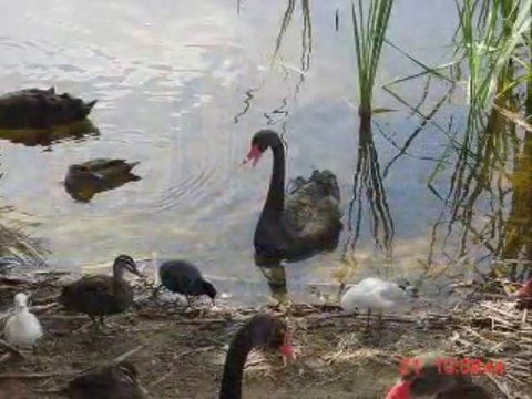 Vintage Video - Exotic and Beautiful Black Swans, Monger Lake 2001. Perth, Australian Holidays