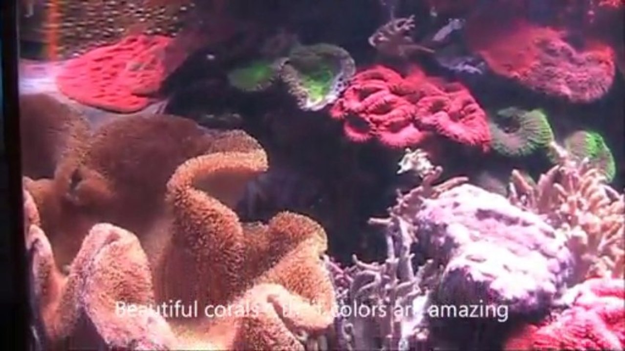 World Class Aquarium, Popular Tourist Attraction, AQWA - Perth City, Australia Holidays