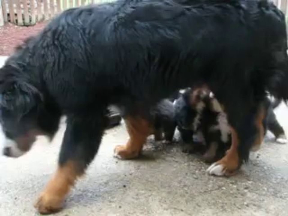 BB Elendil x Rainbow  4 semaines (1ère sortie)