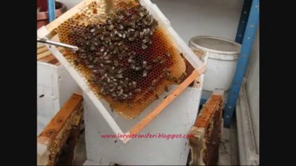 25-ocak-2014 balkondaki arının kontrolü