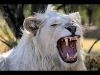 White Lion HD Trailer Films – Experience the Majesty in Stunning Clarity 🦁