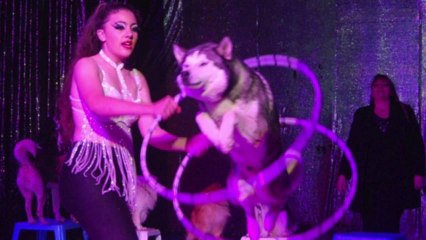 Gli animali nel Circo