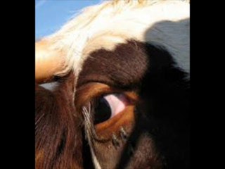 عيون البقر ....  غناء زياد سحاب