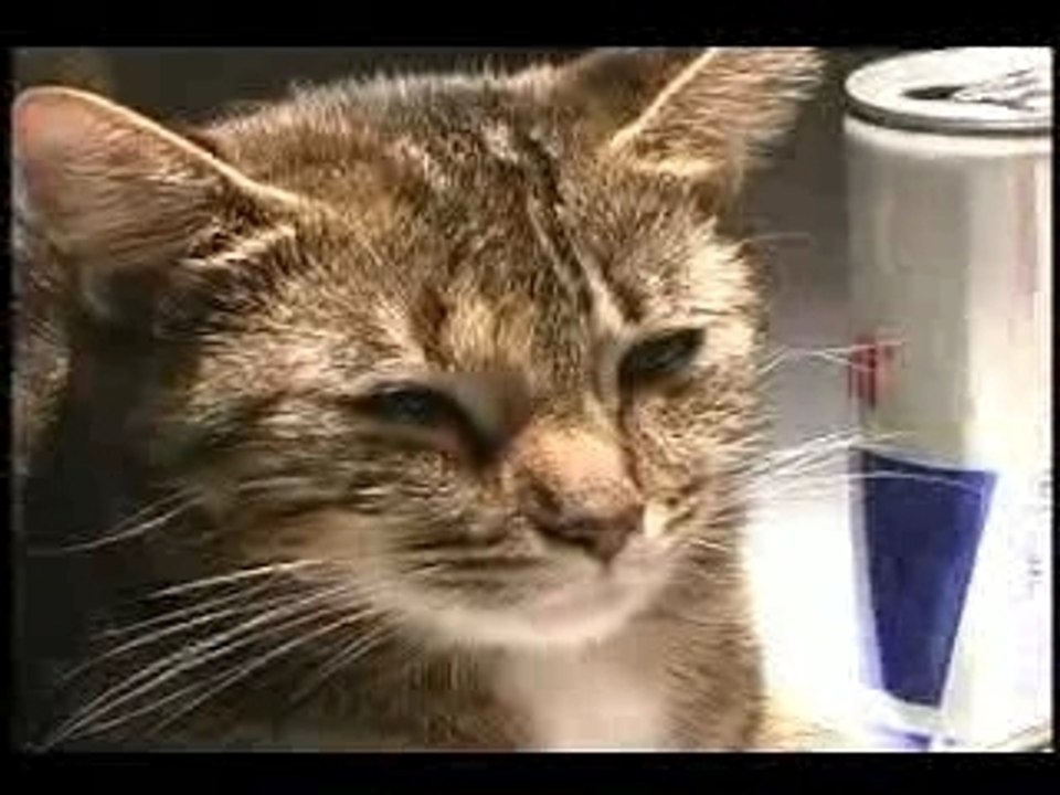 La chatte de party **Stooned cat*